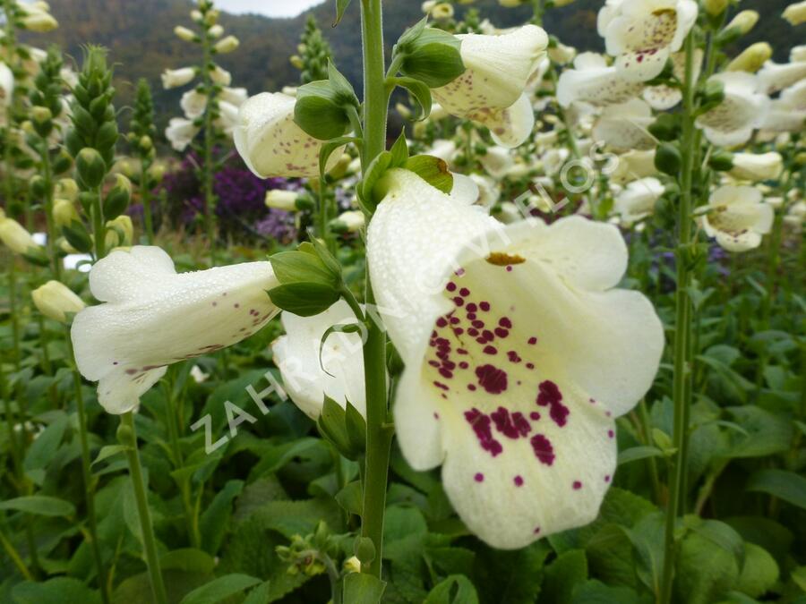 Náprstník červený 'Virtuoso Cream' - Digitalis purpurea 'Virtuoso Cream'