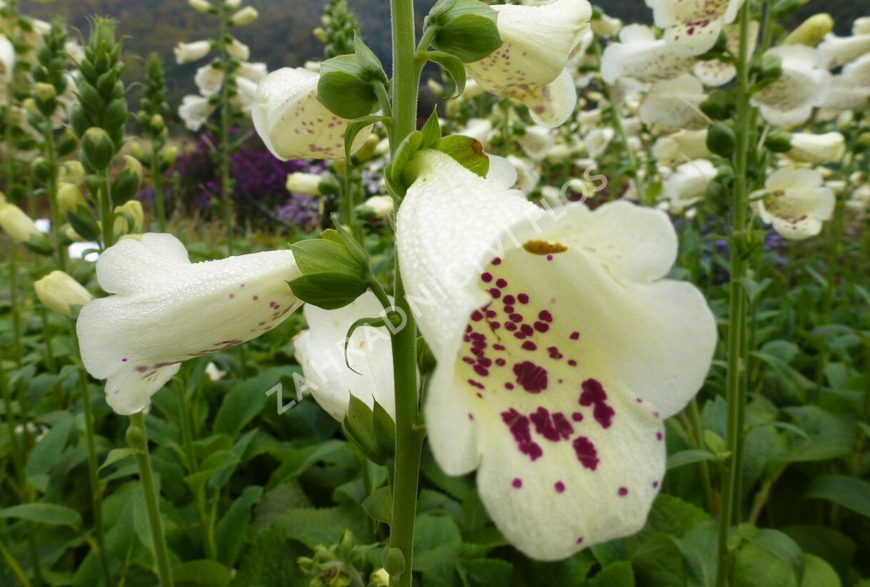 Náprstník červený 'Virtuoso Cream' - Digitalis purpurea 'Virtuoso Cream'
