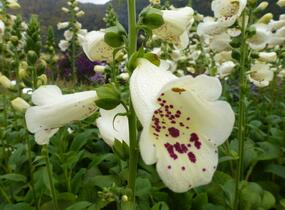 Náprstník červený 'Virtuoso Cream' - Digitalis purpurea 'Virtuoso Cream'