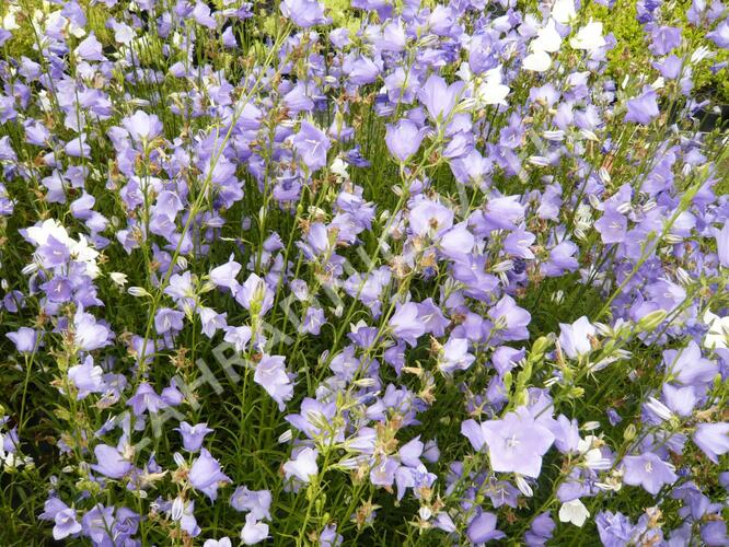 Zvonek broskvolistý 'Blue' - Campanula persicifolia 'Blue'