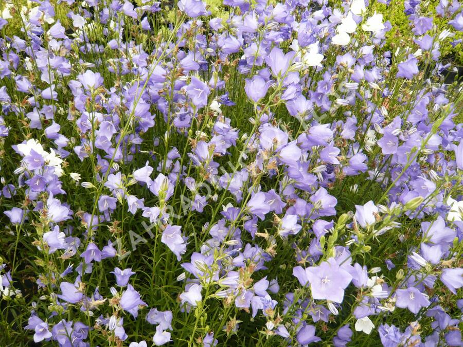 Zvonek broskvolistý 'Blue' - Campanula persicifolia 'Blue'