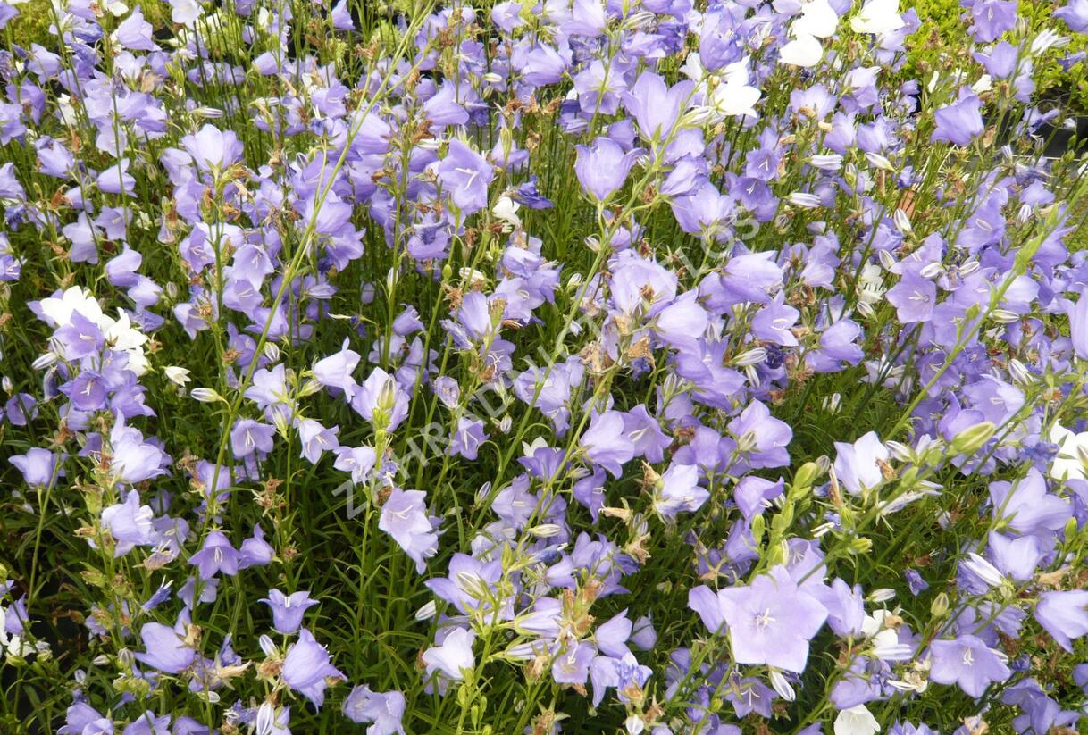 Zvonek broskvolistý 'Blue' - Campanula persicifolia 'Blue'