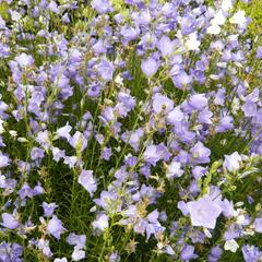 Zvonek broskvolistý 'Blue' - Campanula persicifolia 'Blue'