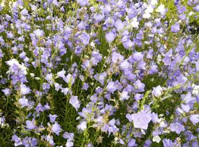 Zvonek broskvolistý 'Blue' - Campanula persicifolia 'Blue'