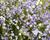 Zvonek broskvolistý 'Blue'