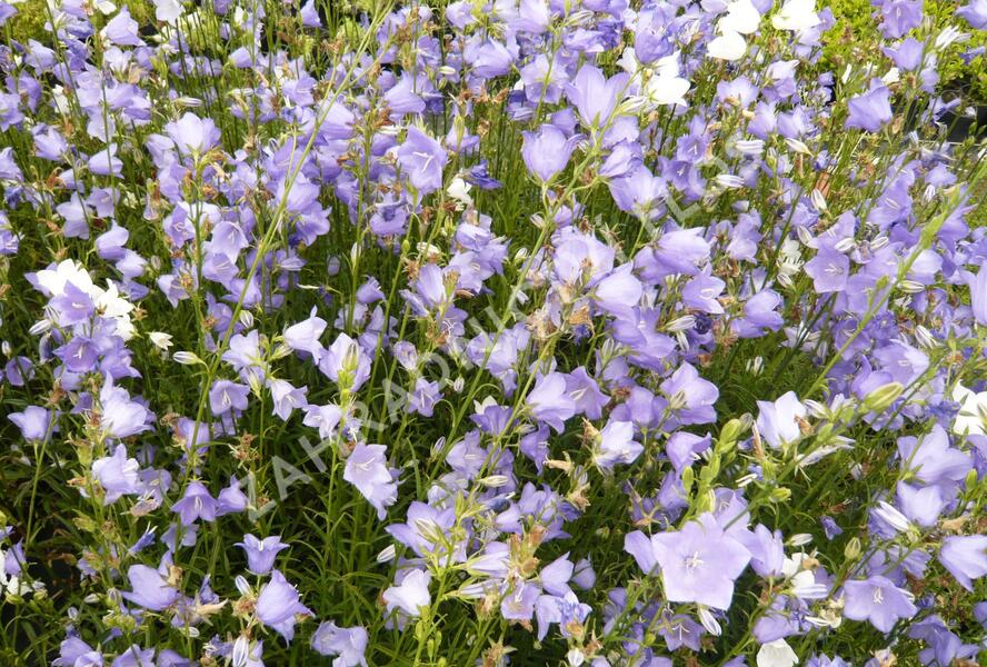 Zvonek broskvolistý 'Blue' - Campanula persicifolia 'Blue'