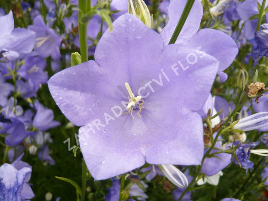 Zvonek broskvolistý 'Blue' - Campanula persicifolia 'Blue'