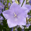 Zvonek broskvolistý 'Blue' - Campanula persicifolia 'Blue'