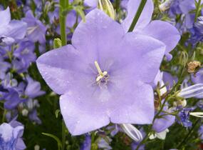 Zvonek broskvolistý 'Blue' - Campanula persicifolia 'Blue'