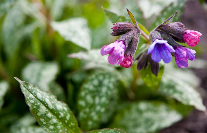 Plicník skvrnitý 'Marry Mothrem' - Pulmonaria saccharata 'Marry Mothrem'