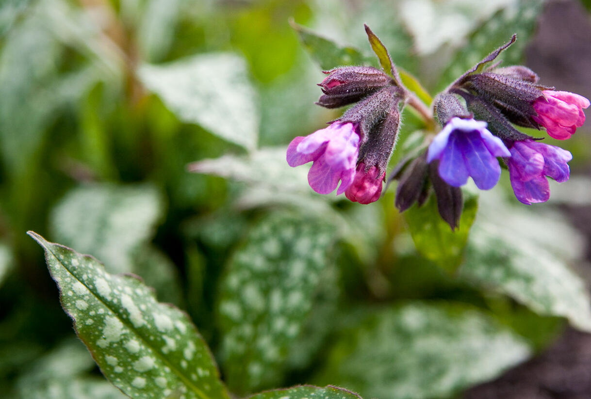 Plicník skvrnitý 'Marry Mothrem' - Pulmonaria saccharata 'Marry Mothrem'