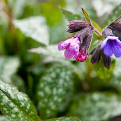 Plicník skvrnitý 'Marry Mothrem' - Pulmonaria saccharata 'Marry Mothrem'