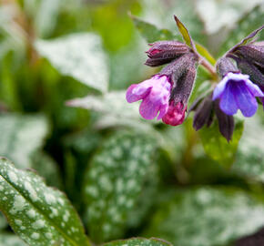 Plicník skvrnitý 'Marry Mothrem' - Pulmonaria saccharata 'Marry Mothrem'