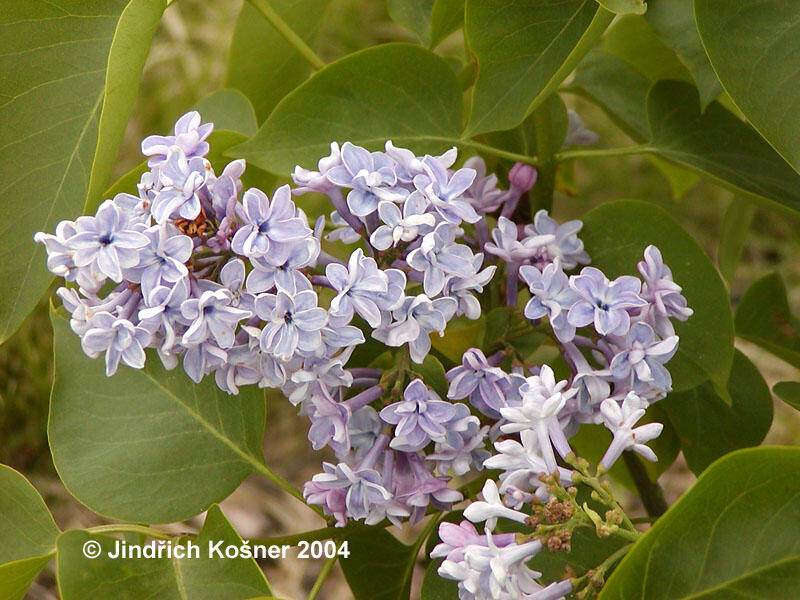 Šeřík obecný 'President Grévy' - Syringa vulgaris 'President Grévy'