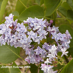 Šeřík obecný 'President Grévy' - Syringa vulgaris 'President Grévy'