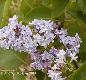 Šeřík obecný 'President Grévy' - Syringa vulgaris 'President Grévy'