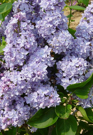 Šeřík obecný 'President Grévy' - Syringa vulgaris 'President Grévy'