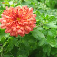 Listopadka indická 'Herbstbrokat' - Dendranthema indicum 'Herbstbrokat'