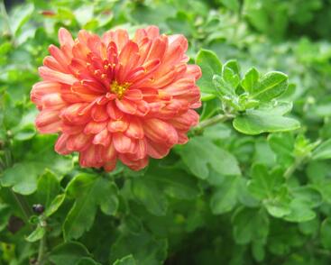 Listopadka indická 'Herbstbrokat'