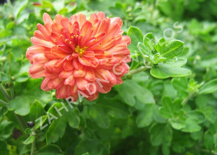 Listopadka indická 'Herbstbrokat' - Dendranthema indicum 'Herbstbrokat'