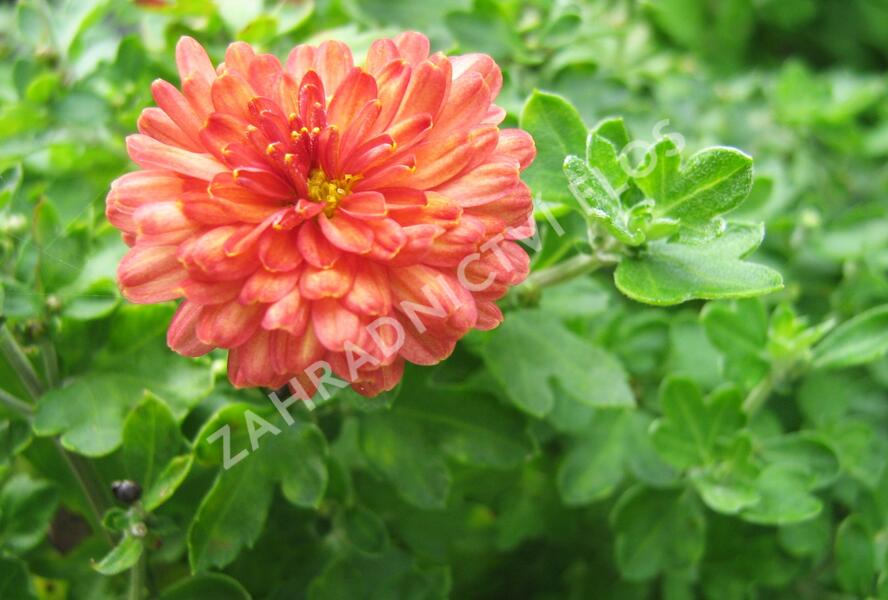 Listopadka indická 'Herbstbrokat' - Dendranthema indicum 'Herbstbrokat'