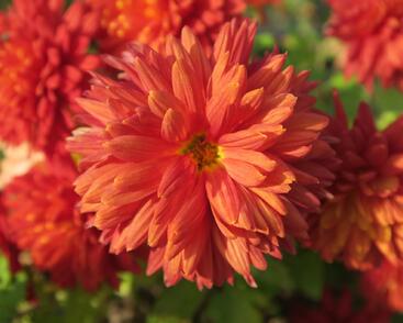 Listopadka indická 'Brennpunkt'