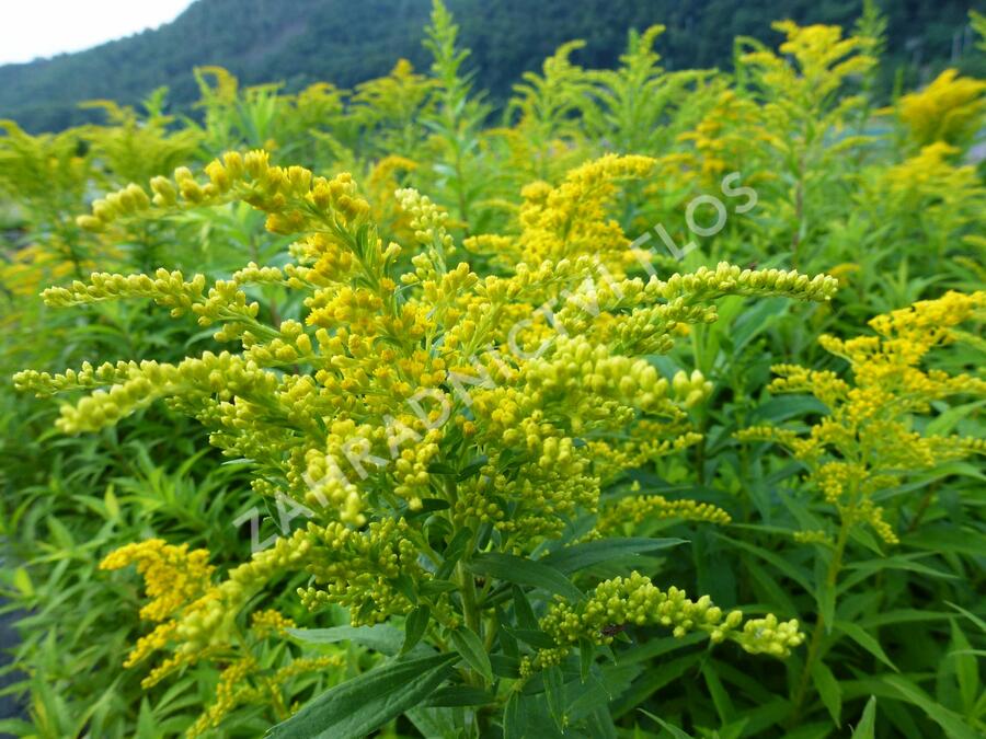 Zlatobýl kanadský 'Goldkind' - Solidago canadensis 'Goldkind'