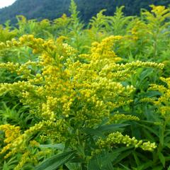 Zlatobýl kanadský 'Goldkind' - Solidago canadensis 'Goldkind'