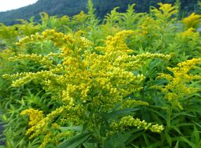 Zlatobýl kanadský 'Goldkind' - Solidago canadensis 'Goldkind'