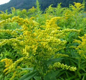 Zlatobýl kanadský 'Goldkind' - Solidago canadensis 'Goldkind'