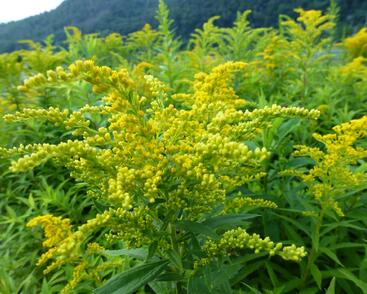 Zlatobýl kanadský 'Goldkind'