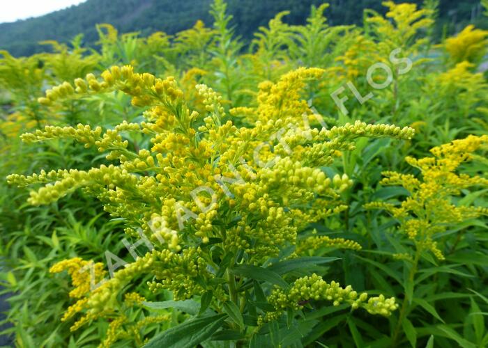 Zlatobýl kanadský 'Goldkind' - Solidago canadensis 'Goldkind'