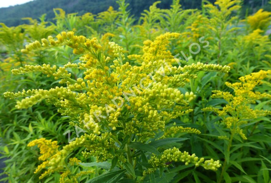Zlatobýl kanadský 'Goldkind' - Solidago canadensis 'Goldkind'