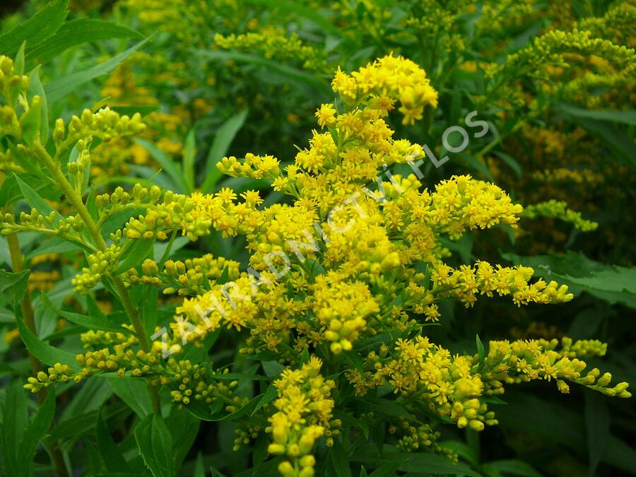 Zlatobýl kanadský 'Goldkind' - Solidago canadensis 'Goldkind'
