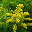 Zlatobýl kanadský 'Goldkind' - Solidago canadensis 'Goldkind'