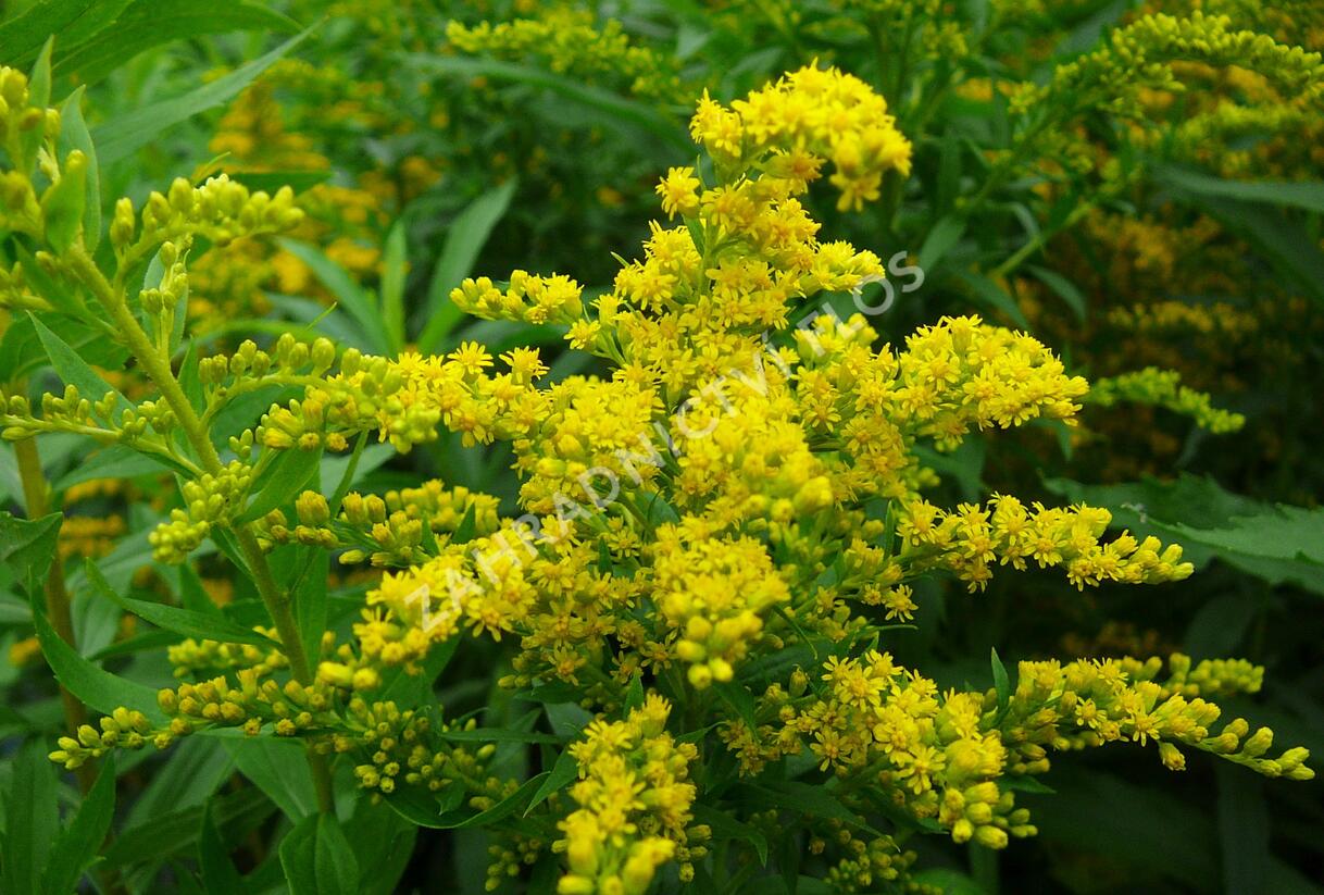 Zlatobýl kanadský 'Goldkind' - Solidago canadensis 'Goldkind'