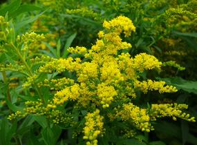 Zlatobýl kanadský 'Goldkind' - Solidago canadensis 'Goldkind'