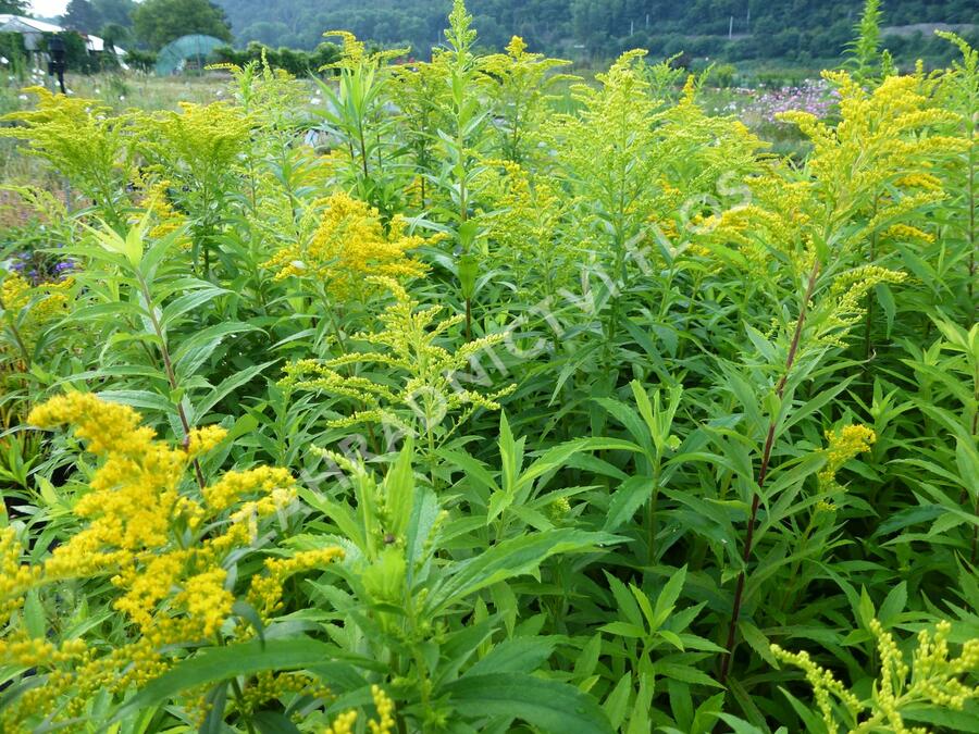 Zlatobýl kanadský 'Goldkind' - Solidago canadensis 'Goldkind'
