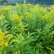 Zlatobýl kanadský 'Goldkind' - Solidago canadensis 'Goldkind'