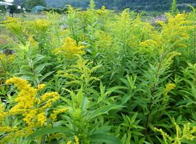 Zlatobýl kanadský 'Goldkind' - Solidago canadensis 'Goldkind'