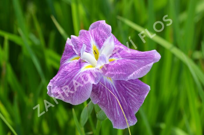 Kosatec mečovitý 'Prima Ballerina' - Iris ensata 'Prima Ballerina'