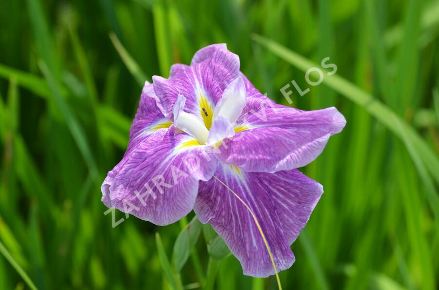 Kosatec mečovitý 'Prima Ballerina' - Iris ensata 'Prima Ballerina'