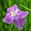 Kosatec mečovitý 'Prima Ballerina' - Iris ensata 'Prima Ballerina'