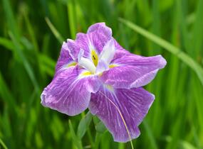 Kosatec mečovitý 'Prima Ballerina' - Iris ensata 'Prima Ballerina'