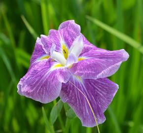 Kosatec mečovitý 'Prima Ballerina' - Iris ensata 'Prima Ballerina'