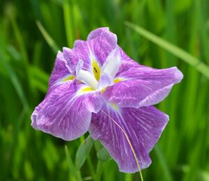 Kosatec mečovitý 'Prima Ballerina' - Iris ensata 'Prima Ballerina'