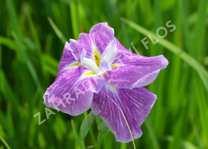 Kosatec mečovitý 'Prima Ballerina' - Iris ensata 'Prima Ballerina'