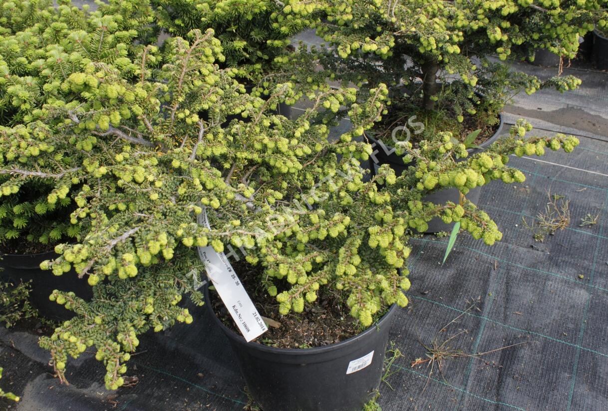 Jedlovec kanadský 'Verkade's Recurved' - Tsuga canadensis 'Verkade's Recurved'