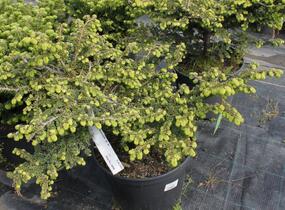Jedlovec kanadský 'Verkade's Recurved' - Tsuga canadensis 'Verkade's Recurved'