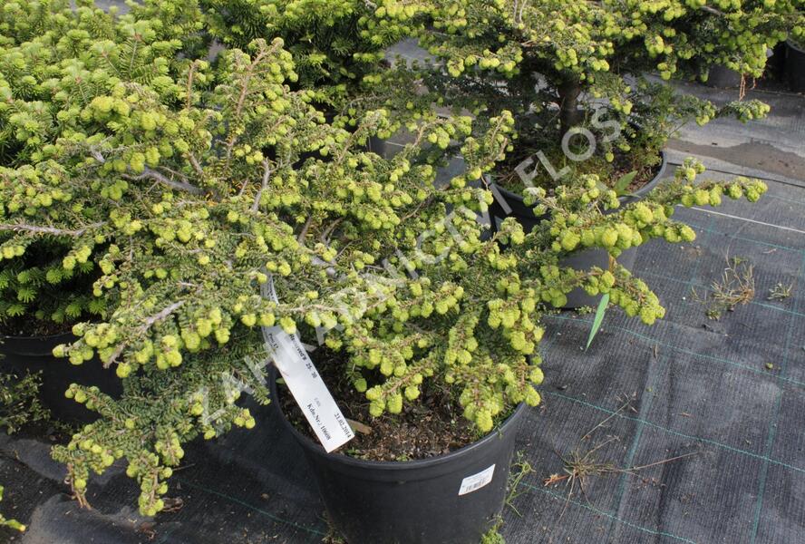 Jedlovec kanadský 'Verkade's Recurved' - Tsuga canadensis 'Verkade's Recurved'
